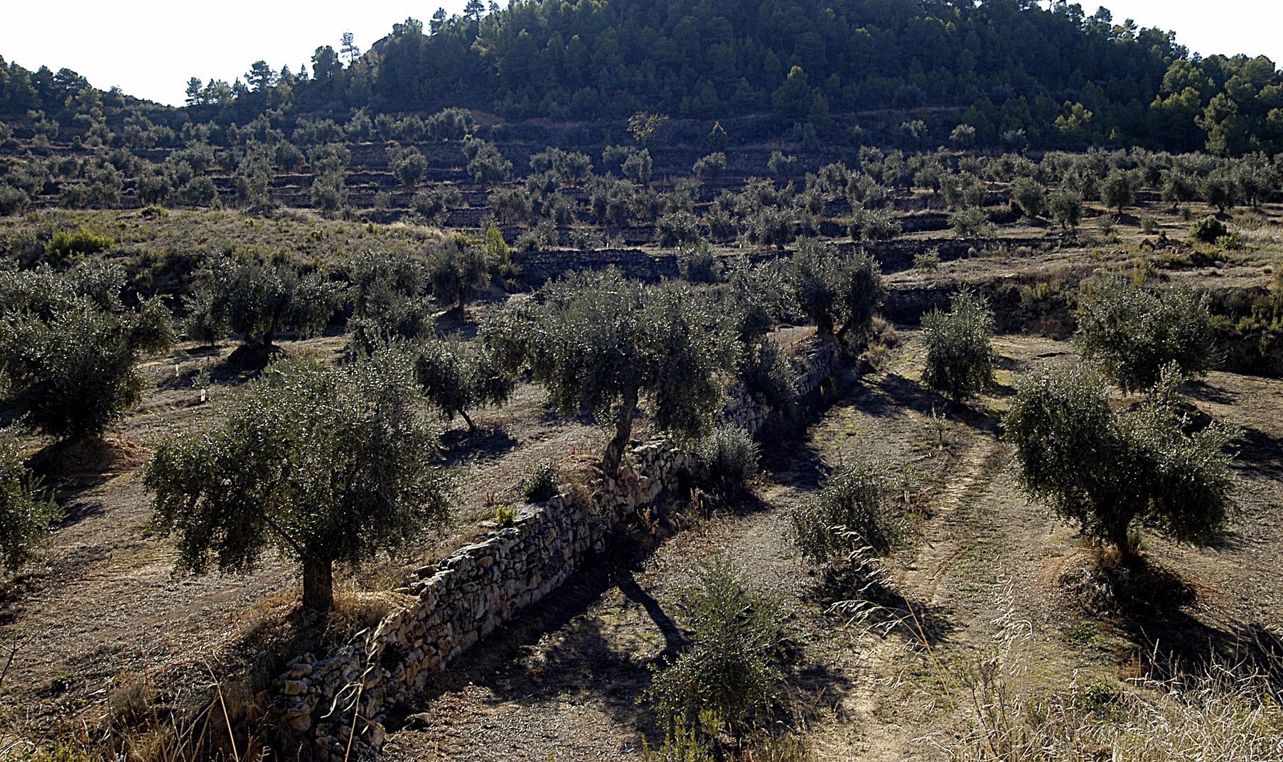 Fincas El Garrigues
