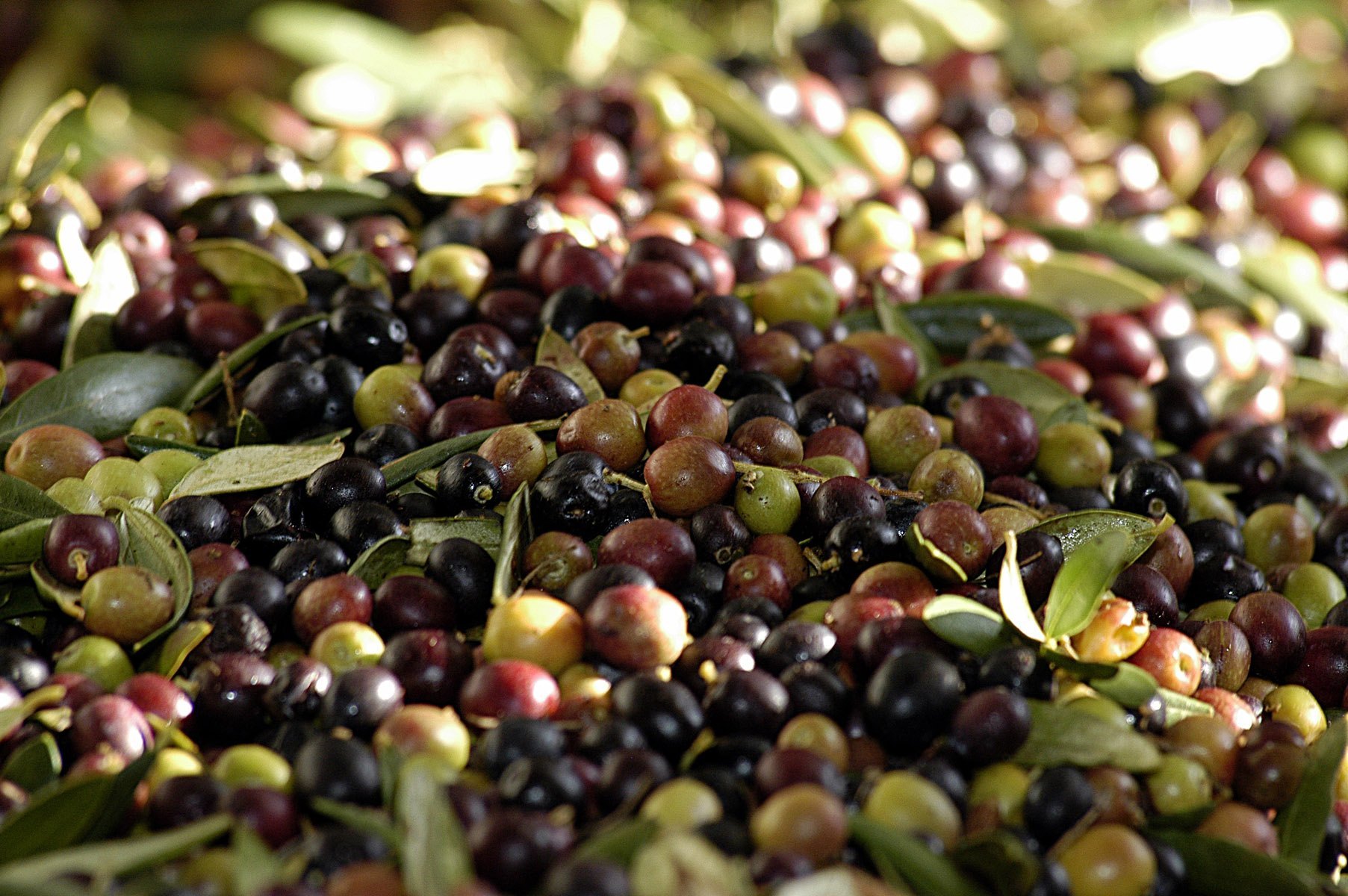 Arbequina